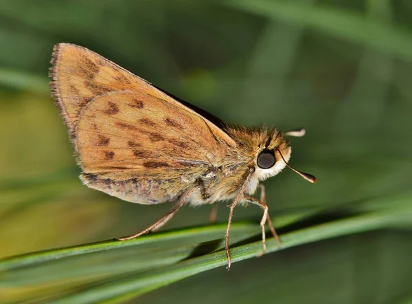 Ognisty Skipper Motyle Dość Powszechne Przyjść Wiosna Usa Ten Jeden — Zdjęcie stockowe