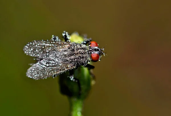 一个沉睡的肉体苍蝇 Bercaea 在一个温暖的雾的夜晚覆盖在露水滴 这些苍蝇一般不被视为害虫 或咬人 他们主要吃腐肉 — 图库照片