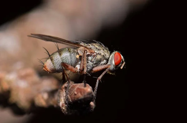 Boční Pohled Masařka Obecná Sarcophagidae Hřadování Větvi Stromu Během Nočních — Stock fotografie