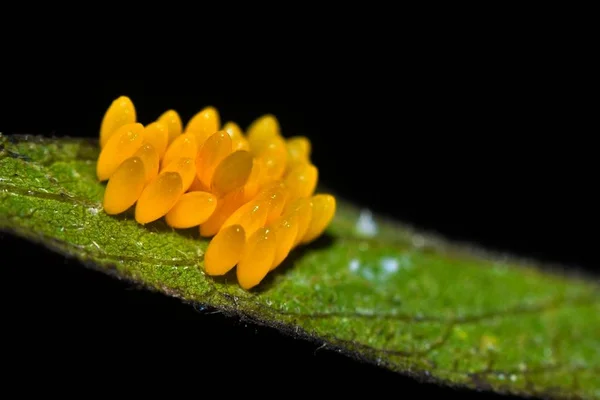 Koppling Orange Färgade Ladybird Ägg Samlade Ena Änden Ett Träd — Stockfoto