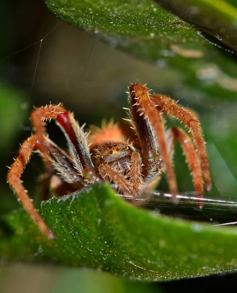 Orbe Weaver Araña Frente Cámara Una Hoja Árbol Por Noche —  Fotos de Stock
