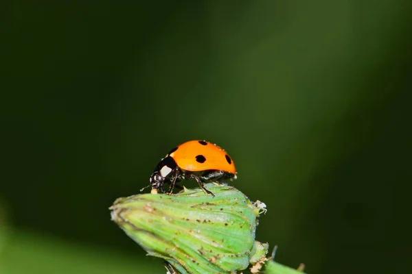 An orange colored lady beetle sitting atop of a Daisy Fleabane flower bud with a dark green nature background.