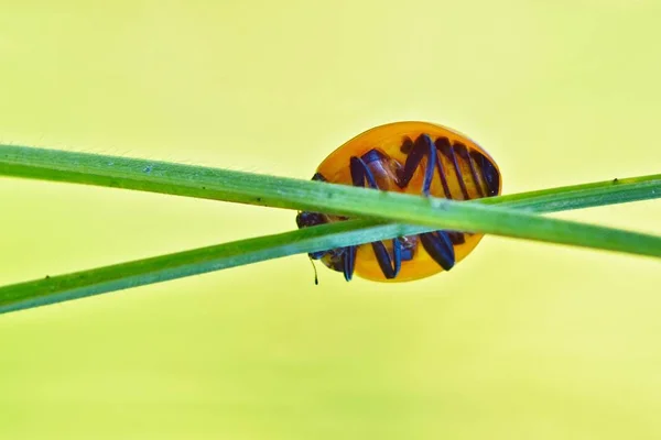 Kleiner Orangefarbener Marienkäfer Der Sich Hinter Zwei Gekreuzten Pflanzenstielen Vor — Stockfoto