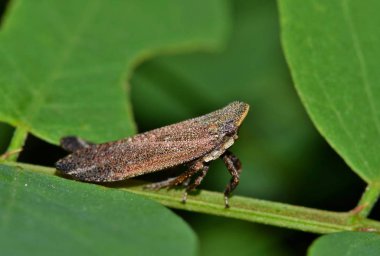 Fulgorid tam karşı karşıya Planthopper (Cyrpoptus reineckei) bazı bahar zemin örtüsü içinde.