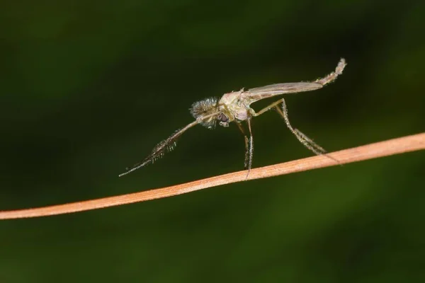 Mückenfliege Chironomidae Auf Abgestorbenem Pflanzenstamm Mit Dunkelgrünem Hintergrund — Stockfoto