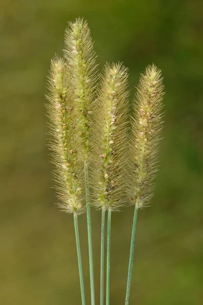 Vier Stiele Von Fuchsschwanzgras Mit Grünem Hintergrund — Stockfoto