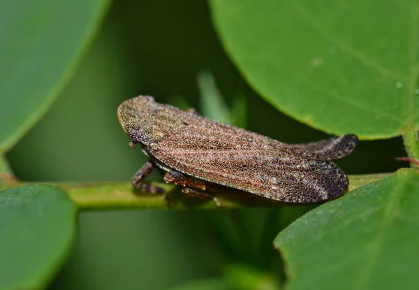 Vista Laterale Fulgorid Planthopper Cyrpoptus Reineckei Rivolto Sinistra Una Zona — Foto Stock