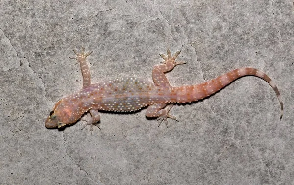A common House Gecko hunts for insects on a concrete wall, somewhat blending in to its surroundings.