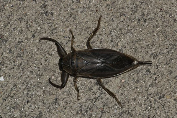 Ένα Γιγαντιαίο Νερό Bug Belostomatidae Κοινώς Γνωστό Toe Πικρό Όπως — Φωτογραφία Αρχείου