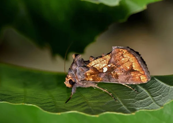 Bastante Sorprendente Apariencia Esta Polilla Golden Looper Argyrogramma Verruca Descansa —  Fotos de Stock