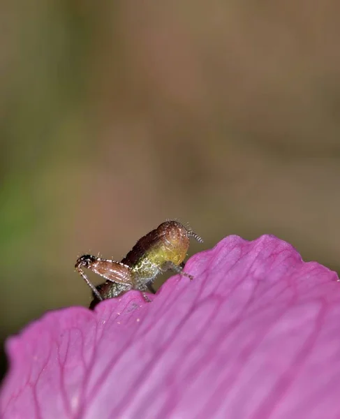 在台东敦市一个温暖的春日 一只小小的蝗虫栖息在晚花花的边缘 — 图库照片