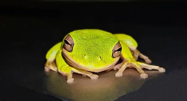 American Green Tree Frog Hyla Cinerea Staring Straight Ahead While — Foto de Stock