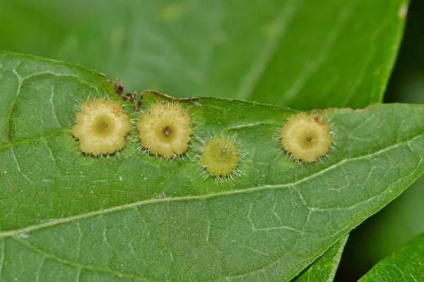 Hackberry Yaprak Üzerinde Birkaç Rozet Hackberry Galls Celticecis Capsularis Bunlar — Stok fotoğraf