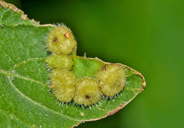 Fünf Zürgelrosetten Celticecis Capsularis Auf Einem Zürgelblatt Diese Parasitären Gallwüchse — Stockfoto