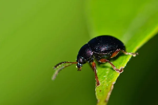 Small Black Beetle Tip Plant Leaf Green Background Image Taken — Stock Photo, Image
