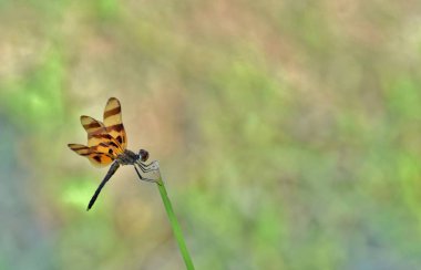 Oldukça sıcak bir yaz günü Houston, TX Bayou reed üzerinde tünemiş evde bu Cadılar Bayramı flama yusufçuk (Celithemis eponina) olduğunu.