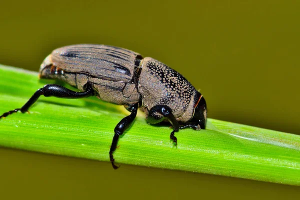 Bir Bir Etli Bitki Kök Besleme Billbug Sphenophorus Venatus Vestitus — Stok fotoğraf