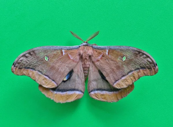 在绿色背景上的 其翅膀展开 显示其有趣的翅膀模式和部分模糊的眼点 — 图库照片
