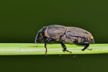 Bir av Billbug (Sphenophorus venatus vestitus) bir bitki kök üzerinde. O nerede besleyen kök bölmedeki unutmayın. Onlardan besleyerek bitkiler zarar, çünkü bu büyük weevils zararlıları vardır.