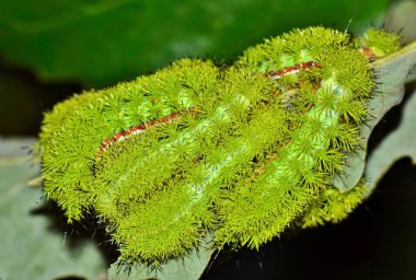 Bu g/ç tırtıllar büyük bir yuva var. Bunlar Türkiye genelinde yaygındır ve dokunduğu zaman pis bir acı verebilir.
