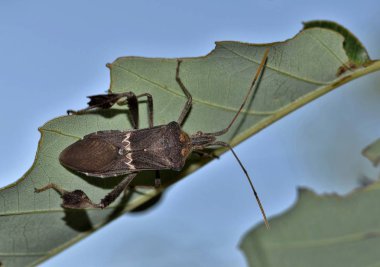 Bu yaprak ayaklı böcek (Leptoglossus phyllopus) dışarı güneş altında bir meşe yaprağı bir açık mavi gökyüzü arka plan üzerinde yapıldı..