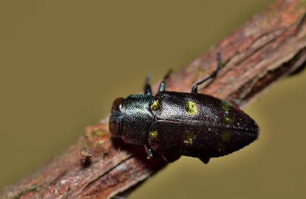 Pequeno Besouro Metallic Wood Borer Agarra Pedaço Madeira Morta Que — Fotografia de Stock