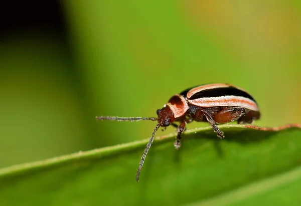 Tiny Colorful Flea Beetle Kuschelina Genus Making Its Way Rim — Stock Photo, Image