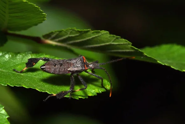 Ένα Ανώριμο Leaf Bug Footed Ένα Φύλλο Νύχτα Αυτή Νύμφη — Φωτογραφία Αρχείου