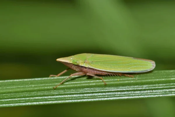 Los Leafhoppers Planthoppers Son Comunes Áreas Herbáceas Durante Los Meses —  Fotos de Stock