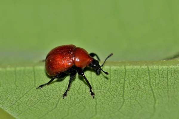 Minúsculo Gorgojo Rodado Hoja Roja Parte Posterior Una Hoja Roble — Foto de Stock