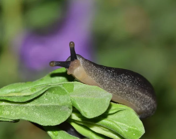 Leatherleaf Csiga Mozog Néhány Lombozat Késő Délutáni Houston — Stock Fotó