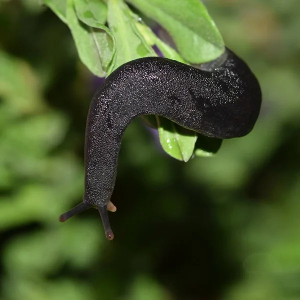 Una Babosa Hoja Cuero Negro Atraviesa Seto Verde Final Tarde — Foto de Stock