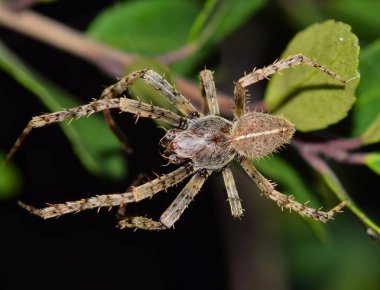 Dışarı-in onun web ve gece Houston, TX ağaç yapraklar arasında yürüyüş büyük bir Orb Weaver örümcek.