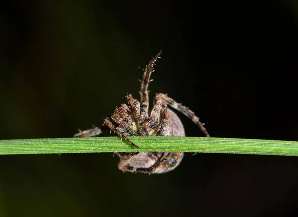 Une Petite Araignée Orb Weaver Rampant Sur Une Tige Plante — Photo