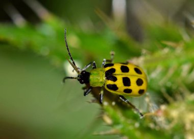 Bir benekli salatalık böceği (Diabrotica undecimpunctata) kendi doğal ortamında, bu durumda thistle ot Houston, TX Bahar sırasında olmak olur.