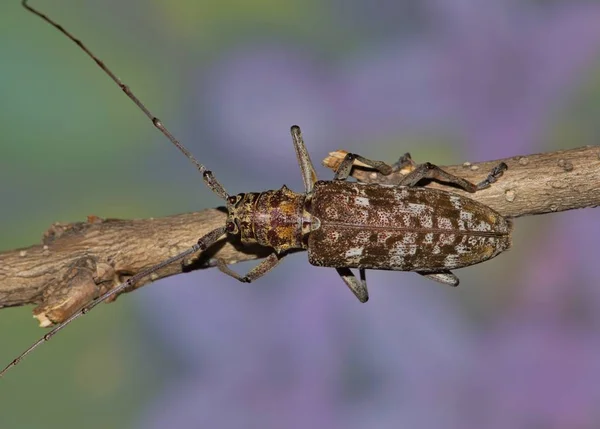 Mirando Hacia Abajo Escarabajo Longhorn Monochamus Houston Texas Con Fondo —  Fotos de Stock