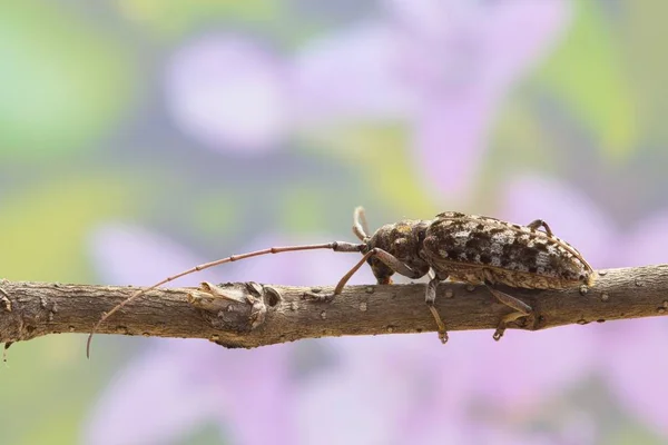 Longhorn Brouk Monochamus Směrem Kamery Větvičku Jarní Květinové Pozadí Listy — Stock fotografie