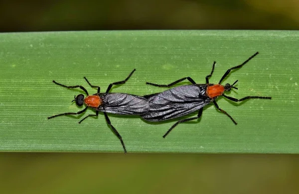 Par Acasalamento Love Bugs Plecia Nearctica Uma Planta Junco Bayou — Fotografia de Stock