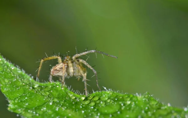 Lynx Pavouci Jsou Společné Pro Většinu Světa Tohle Menší Druhy — Stock fotografie