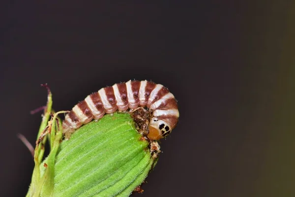 Uma Flor Matutinal Imatura Caterpillar Schinia Mitis Banqueteando Botão Dente — Fotografia de Stock