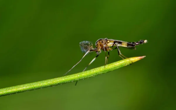 Diminuto Mosquito Mosquito Chironomidae Descansando Sobre Punta Una Aguja Pino —  Fotos de Stock