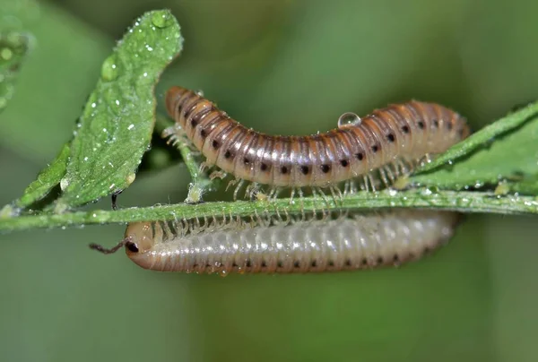 Milpiés Ocupado Arrastrándose Por Una Planta Houston —  Fotos de Stock