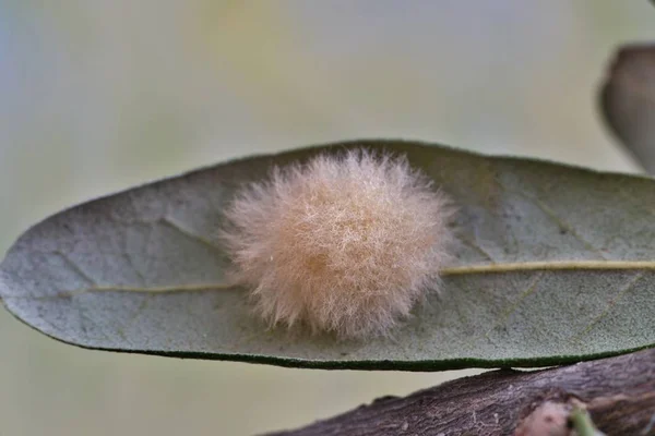 一只球蜂 红毛蜂 是造成橡木叶子上这种毛茸茸的胆汁的原因 — 图库照片