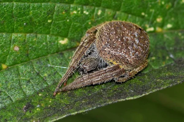 Αυτή Αράχνη Orb Weaver Είναι Ανάπαυση Φύλλο Σχεδόν Καμουφλαρισμένη Και — Φωτογραφία Αρχείου