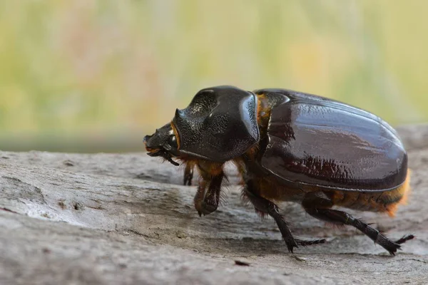 Vrouwelijke Kever Strategus Aloeus Macro Boomschors Met Een Achtergrond Bokeh — Stockfoto