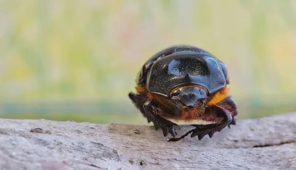 Samica Beetle Strategus Aloeus Stoi Aparat Podczas Odpoczynku Kawałek Kory — Zdjęcie stockowe