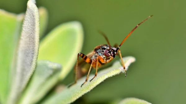 一个微小的植物虫子 米里达 坐在一个绿色背景的绿色小植物上 — 图库照片
