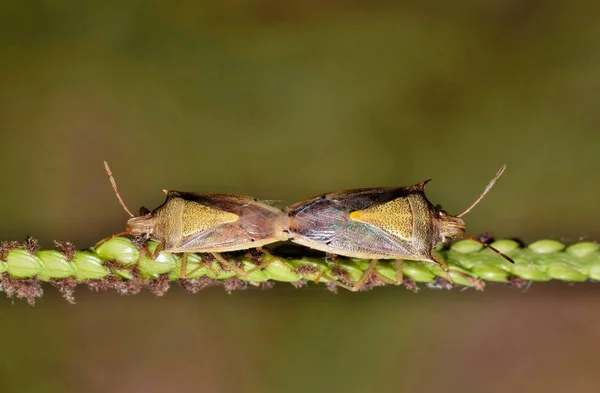Dos Insectos Apestosos Arroz Apareándose Tallo Hierba Estos Son Muy — Foto de Stock