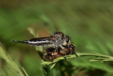 Soyguncu sinekler (Asilidae) bir doğa'nın en büyük böcek yırtıcı ve her boyuttaki böcekler alabilir. Avını orta hava enselemek tarafından pusuya düşürmek seviyor. Bu bir bal arısı besleniyor.