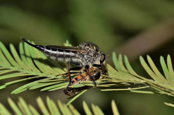 Een Rover Vlieg Roofvliegen Voeden Met Een Bee Die Het — Stockfoto